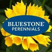 Bluestone Perennials