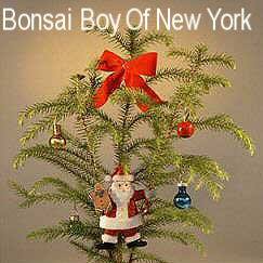 Bonsai Boy of New York