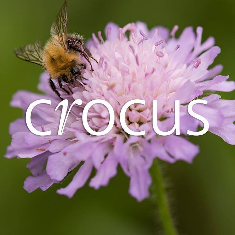 Crocus UK